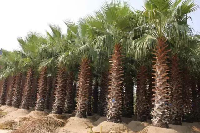 畅游海南，深度探索热带风情攻略指南